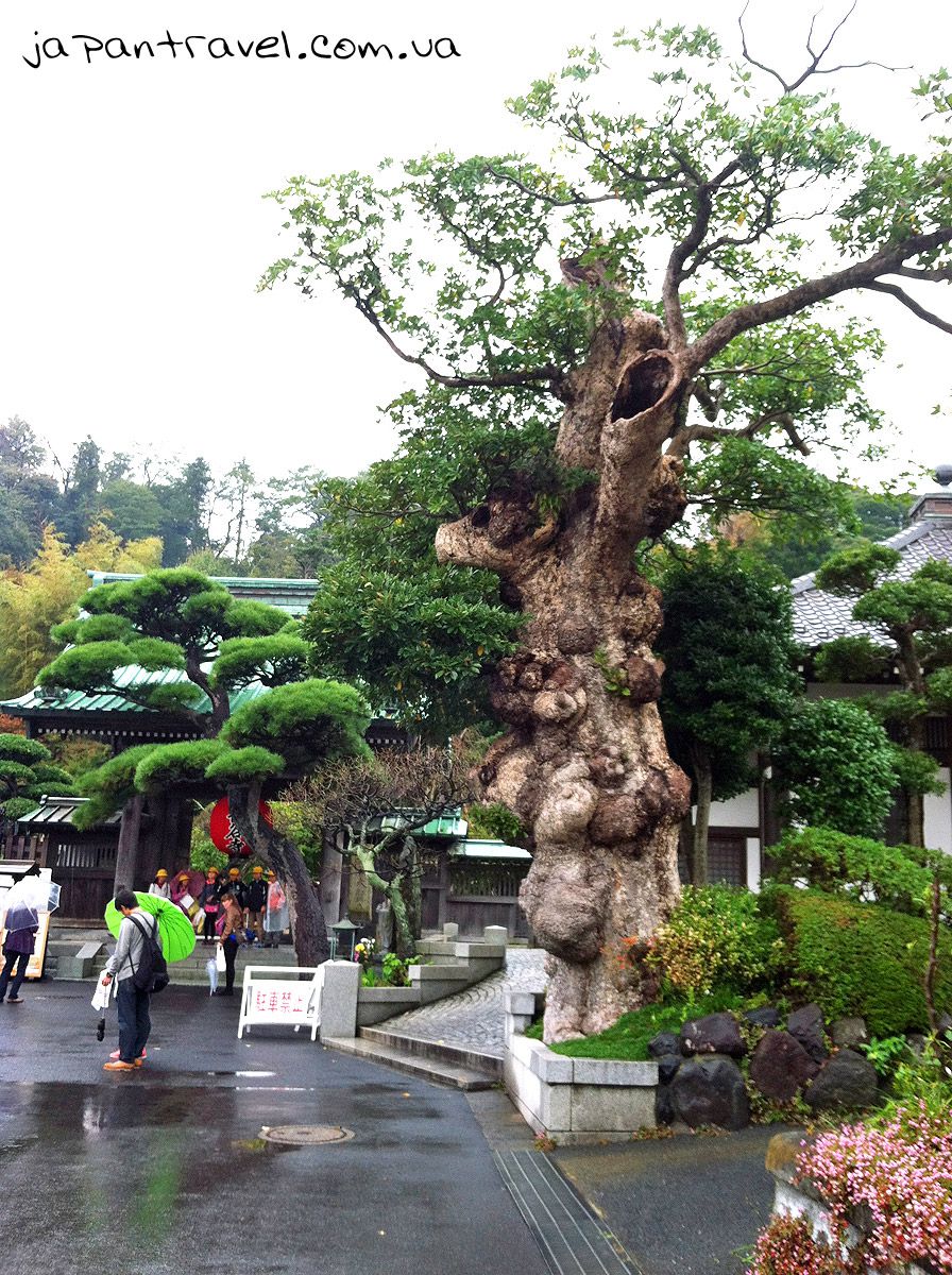 старе дерево в Хасе-дера, Камакура