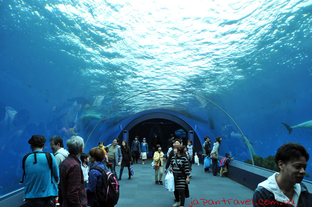 Yokohama-Hakkeijima-Sea-Paradise-дельфінарій-японський-акваріум-мандрівки-японією