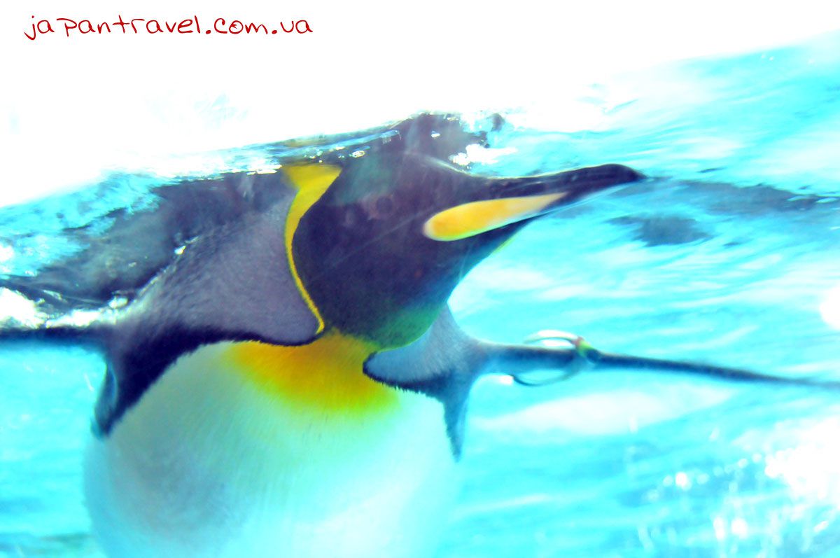йокогама-акваріум-пінгвін-мандрівки-японією