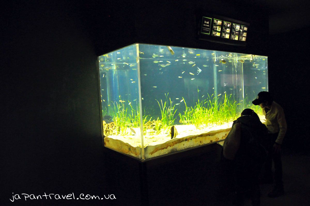 йокогама-океанаріум-акваріум-мандрівки-японією