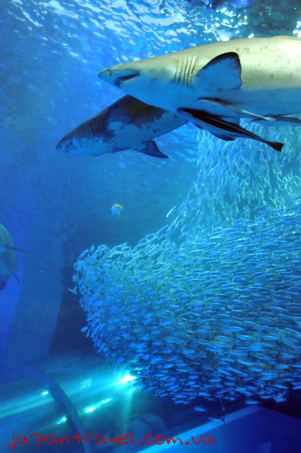 йокогама-океанаріум-великі-акули-акваруіум-мандрівки-японією