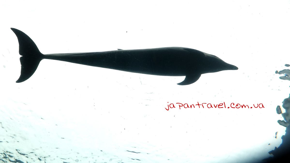 йокогама-сіперадайз-океанаріум-дельфін-Japan-Travel-мандрівки-японією