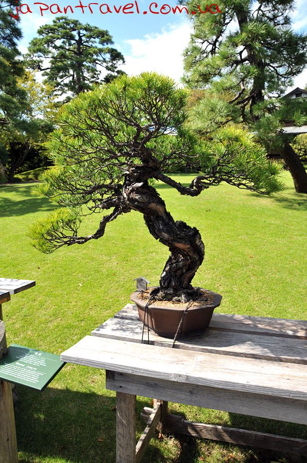 бонсай-мандрівки-японією-деревце